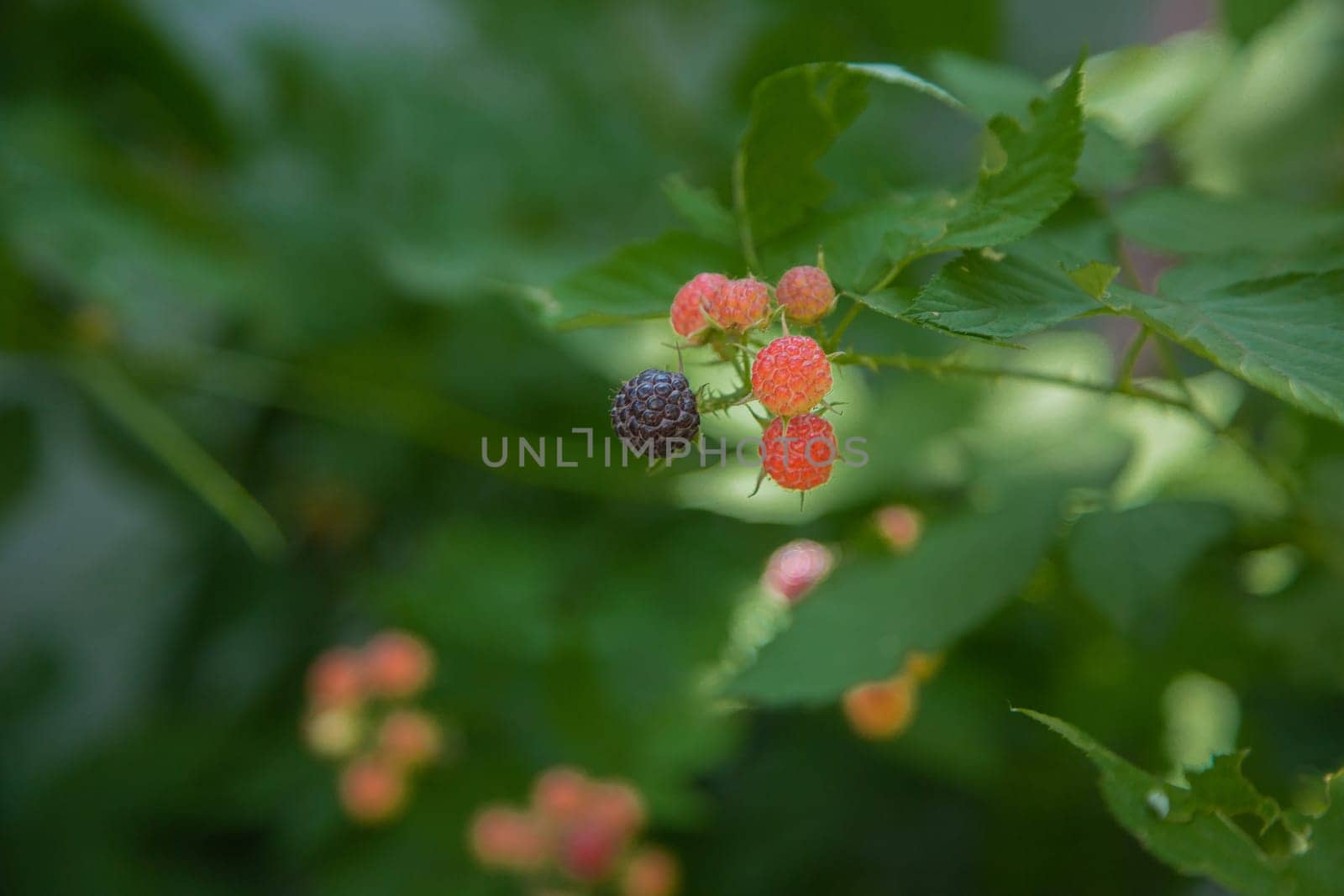 Ripe and green blackberries on a branch surrounded by green leaves. High quality photo