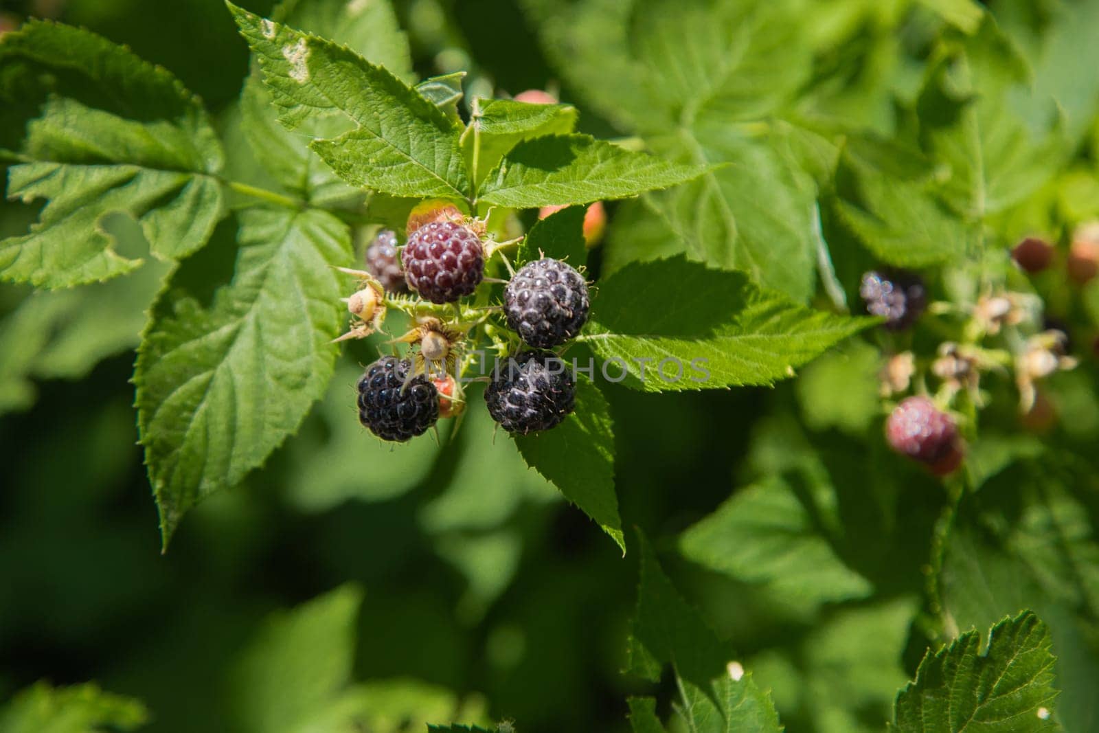 Ripe and green blackberries on a branch surrounded by green leaves. High quality photo