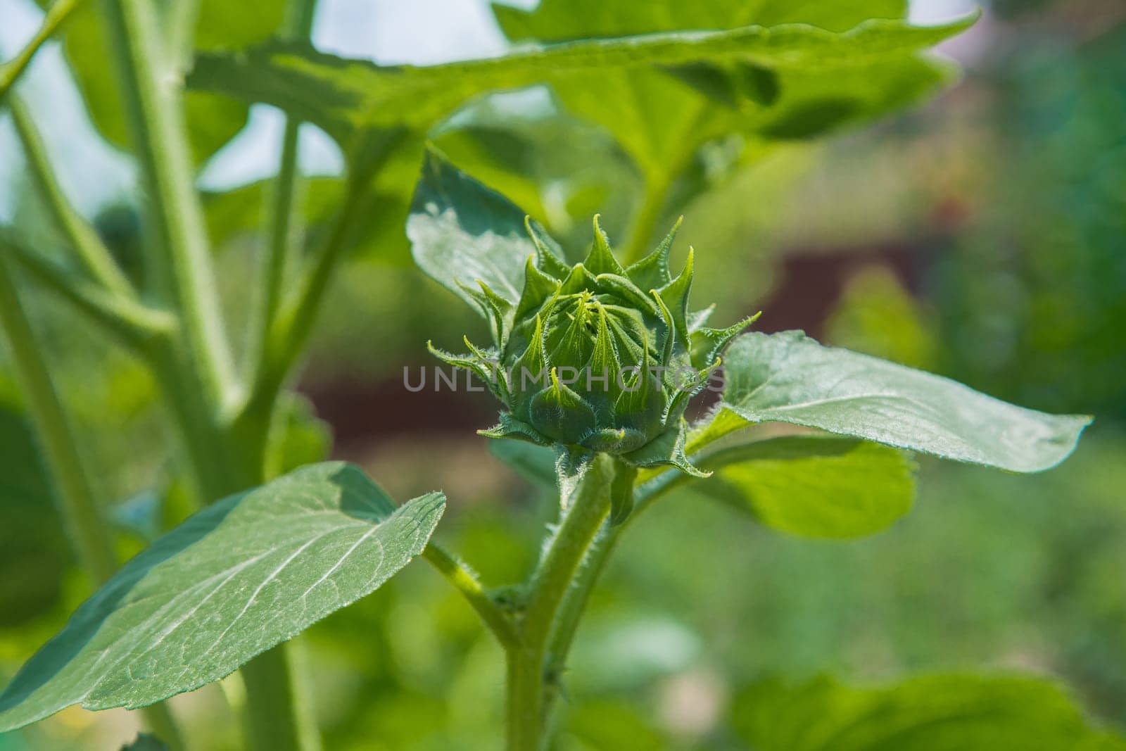 Unopened sunflower flowers surrounded by green leaves. High quality photo