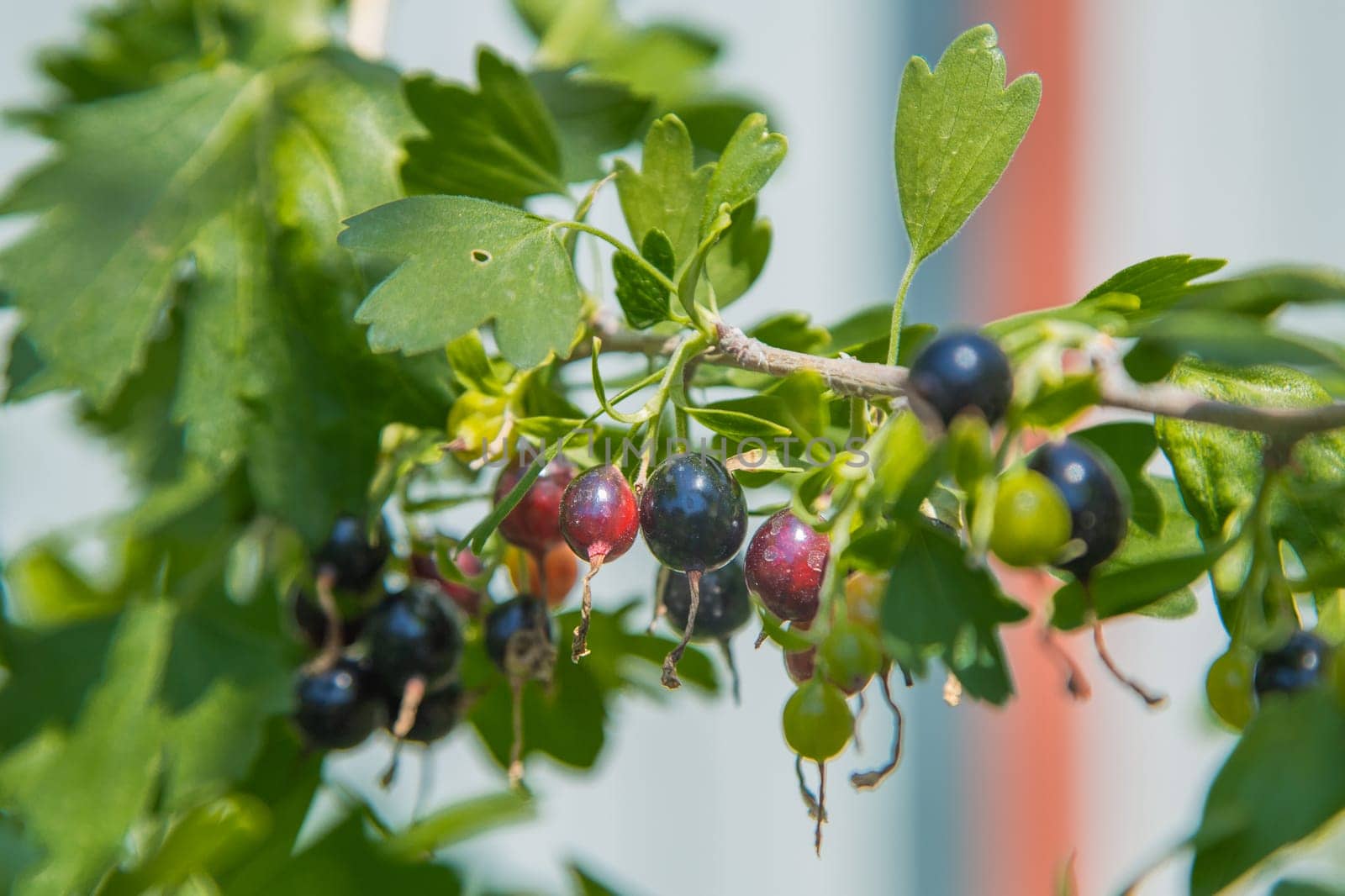 Ripe and green blackcurrant on a branch surrounded by leaves. High quality photo