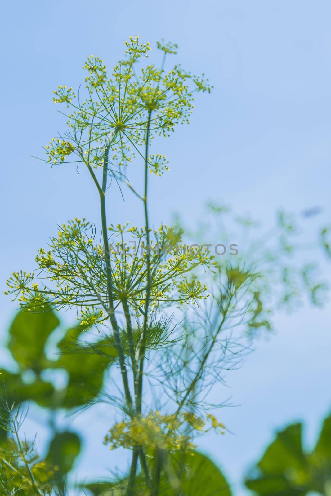 Dill flowers close up on a blurred background. High quality photo