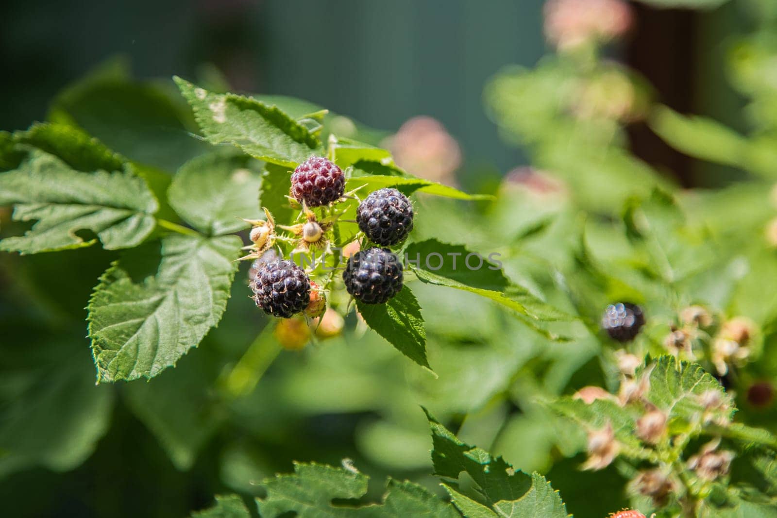 Ripe and green blackberries on a branch surrounded by green leaves. High quality photo