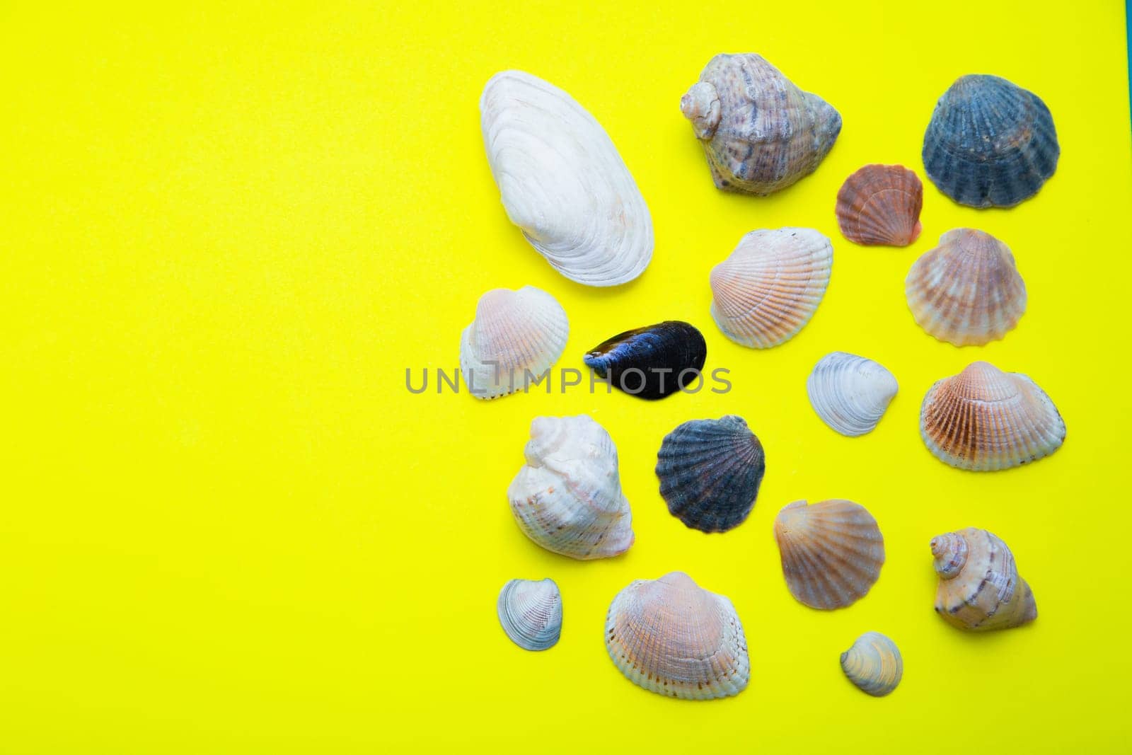 Shells of various shapes, types and sizes lie on a yellow background. High quality photo