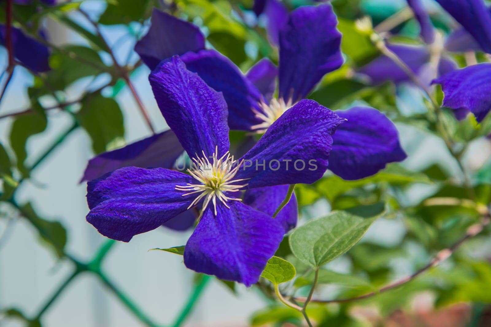 Purple Clementine flowers on a background of green leaves. High quality photo