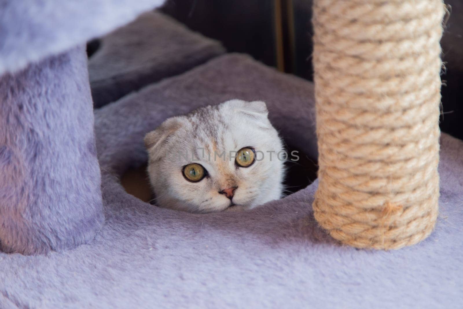 A light British cat with brown stripes is sitting in a game cat house and looks at the camera. High quality photo