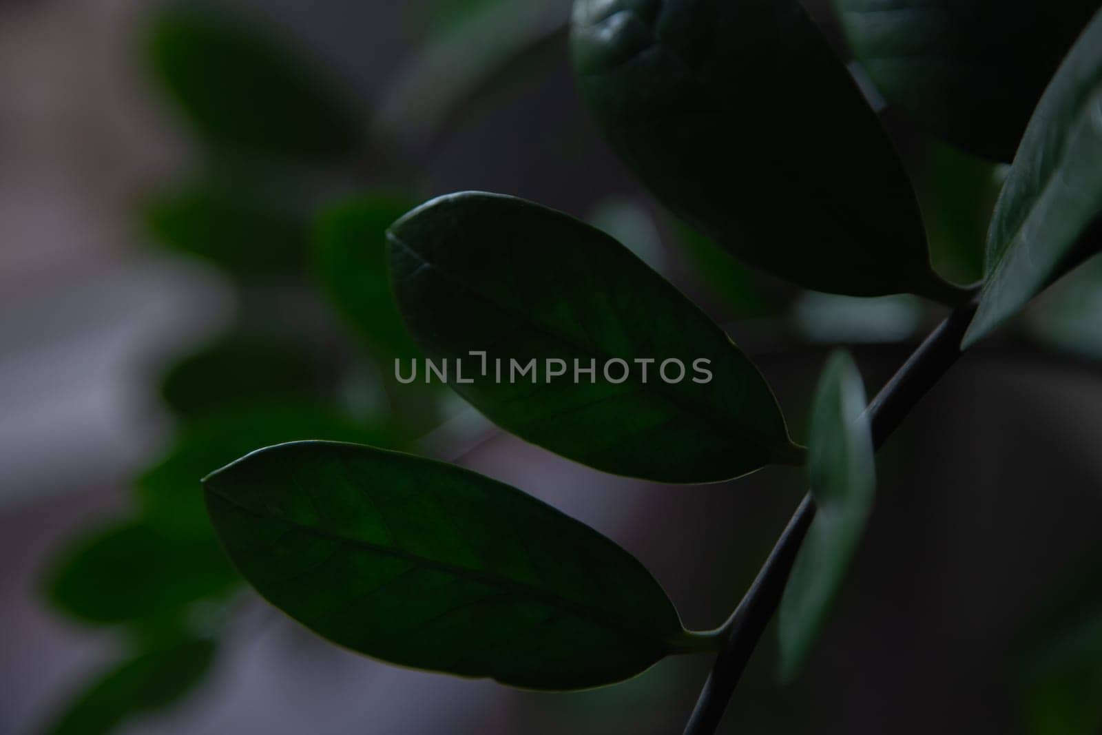 Zamiokulkas leaves, Dollar Tree, taken in a dark key on a blurry background. High quality photo