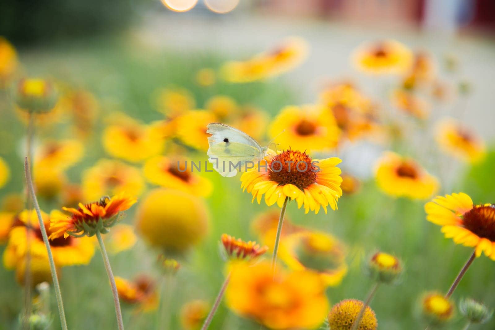 Yellow flowers of Gaillardia aristata with green leaves and stems. On the petals of the flower sits a white butterfly cabbage. The background is blurred. High quality photo
