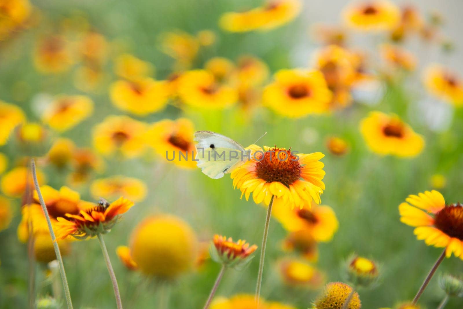 Yellow flowers of Gaillardia aristata with green leaves and stems. On the petals of the flower sits a white butterfly cabbage. The background is blurred. High quality photo