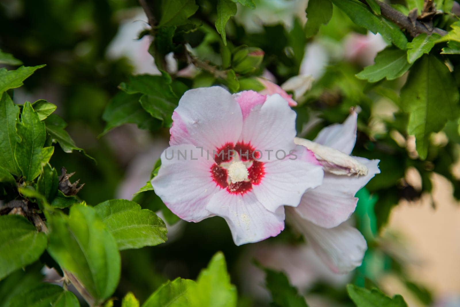 Hibiscus flowers grassy shrub close - up surrounded by green leaves. High quality photo