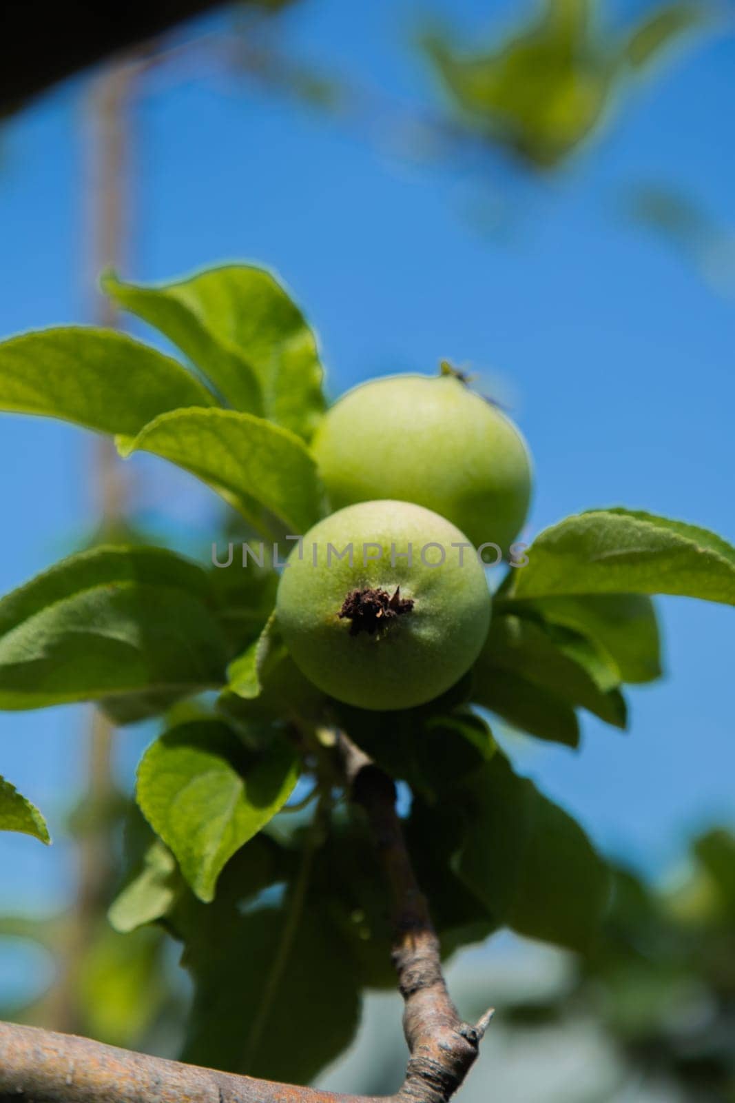 Green apples grow on a tree branch surrounded by foliage. High quality photo