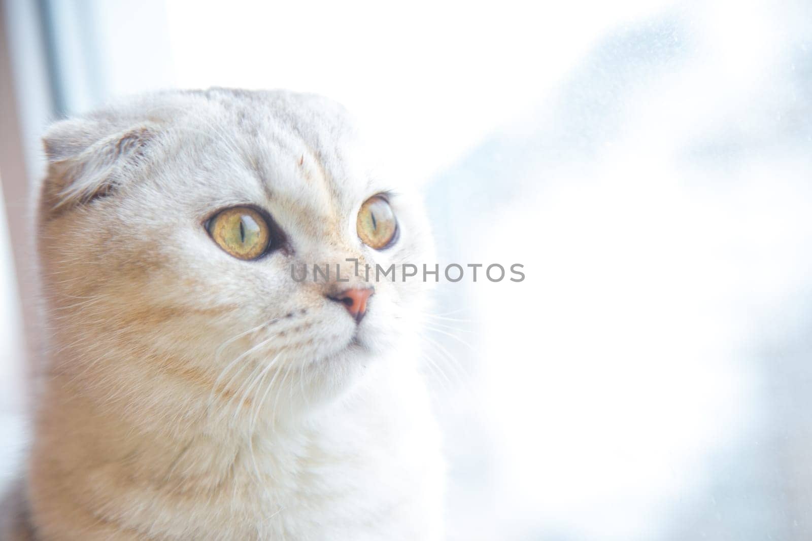 A light British cat with brown stripes is sitting on the windowsill and looking out of the window. . High quality photo