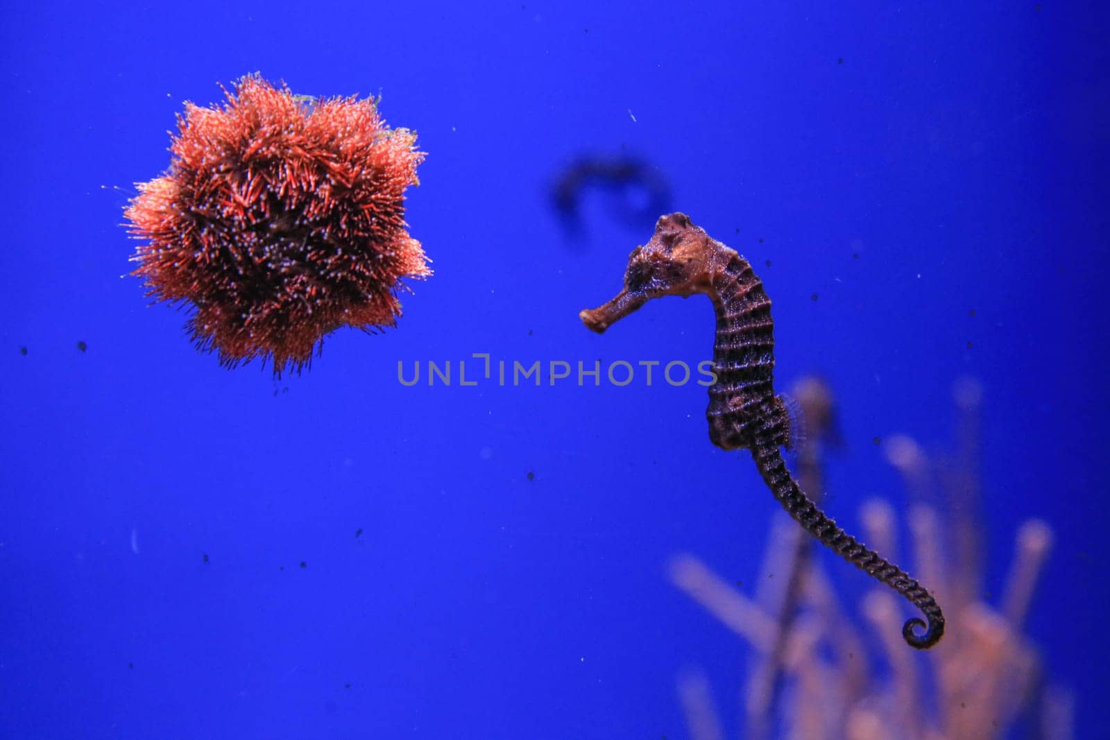 Sea urchin and seahorse in the foreground. High quality photo