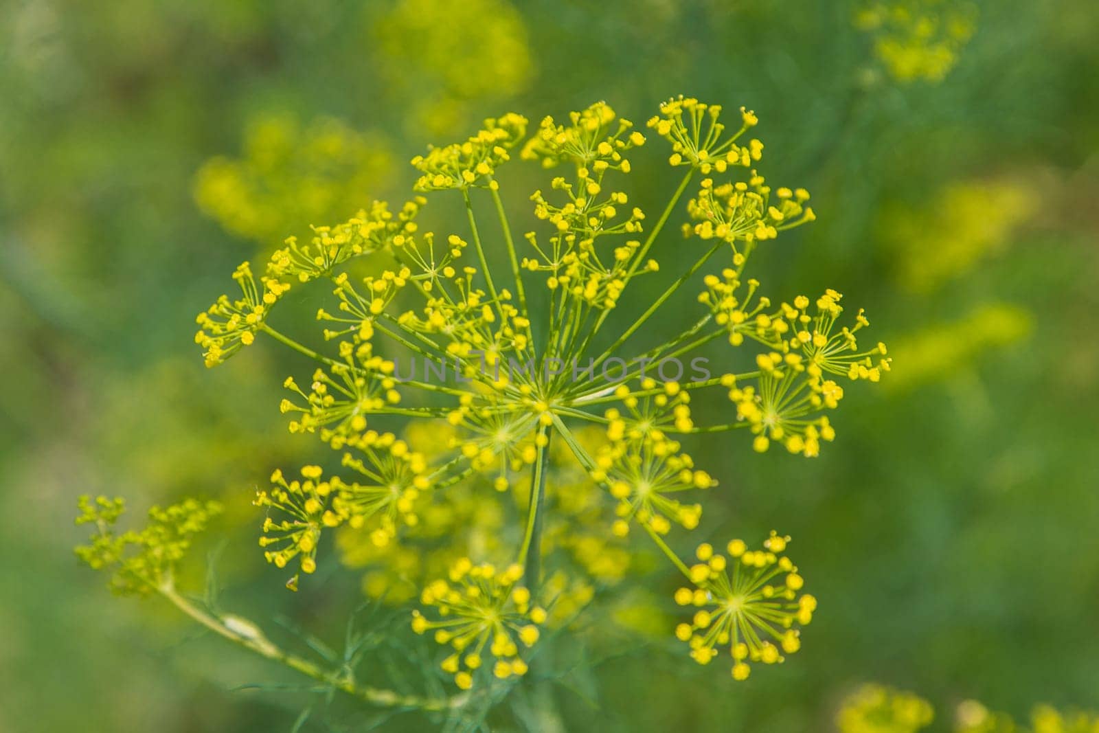 Dill flowers close up on a blurred background. High quality photo