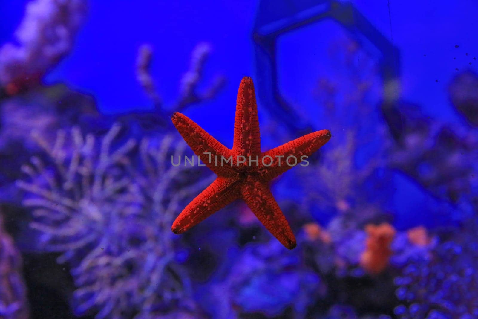 Starfish stuck to the glass against the coral. High quality photo