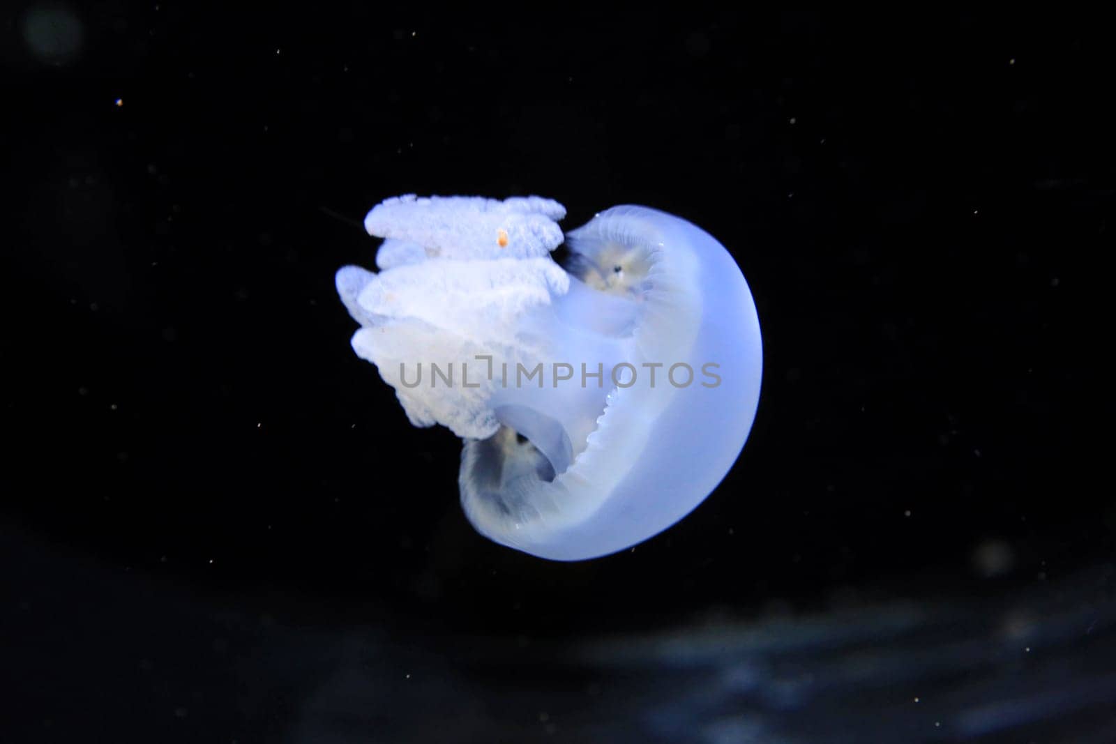 White jellyfish floating on dark background. High quality photo
