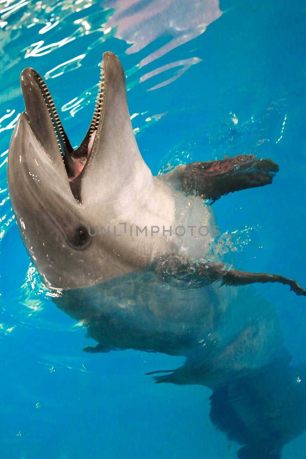 Dolphin in the water opened his mouth and looks out of the water. High quality photo