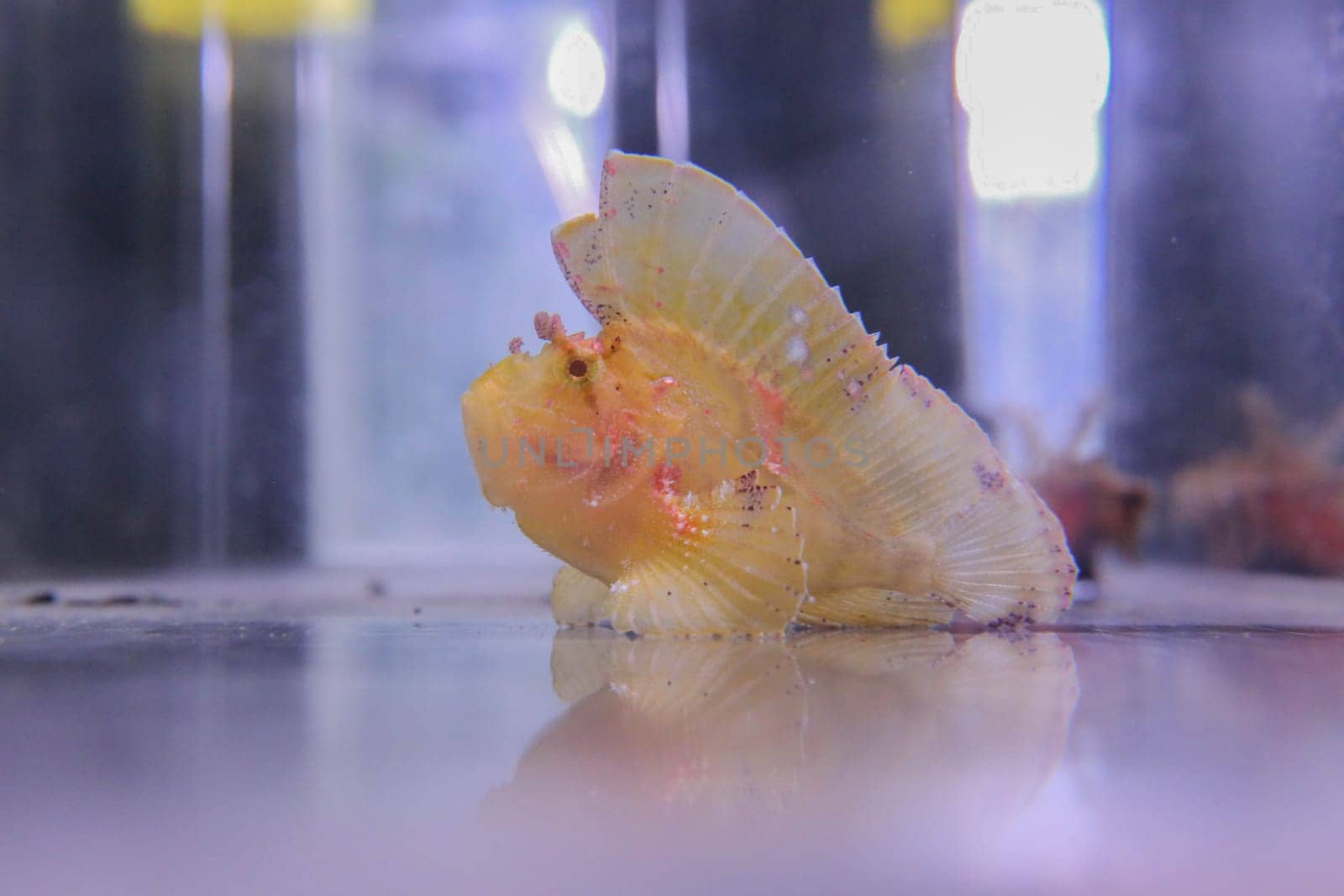 Scorpaena scrofa yellow floats in the aquarium. High quality photo