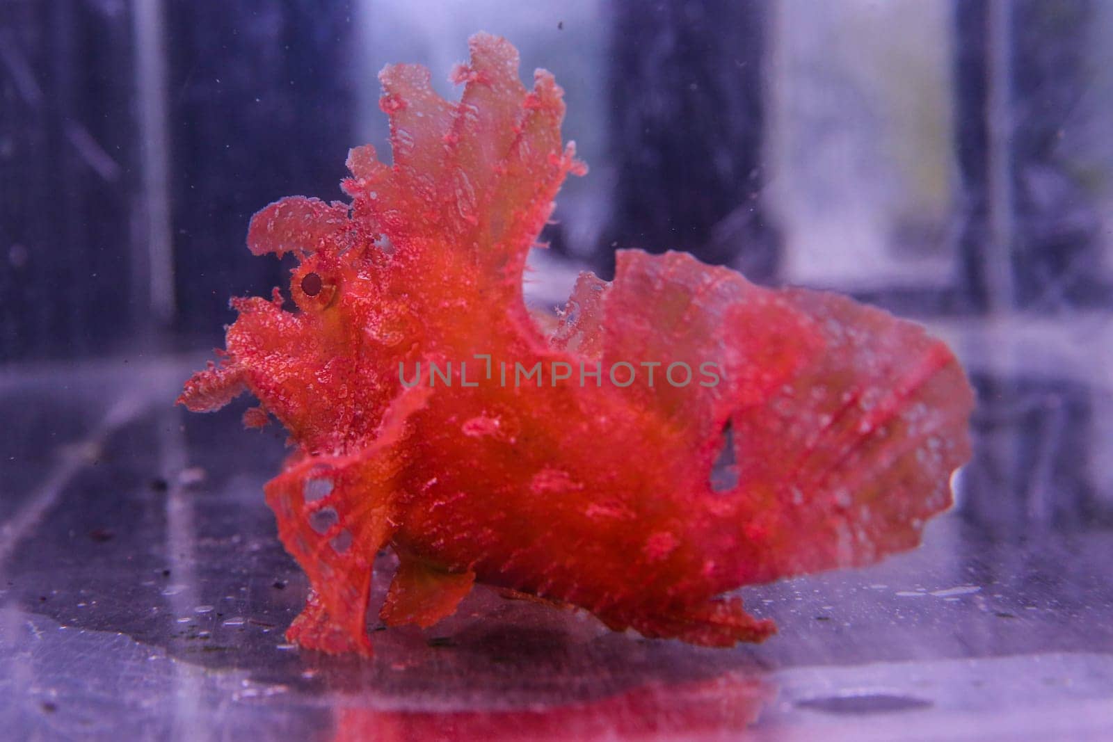 Scorpaena cockatoo red floats in the aquarium. High quality photo