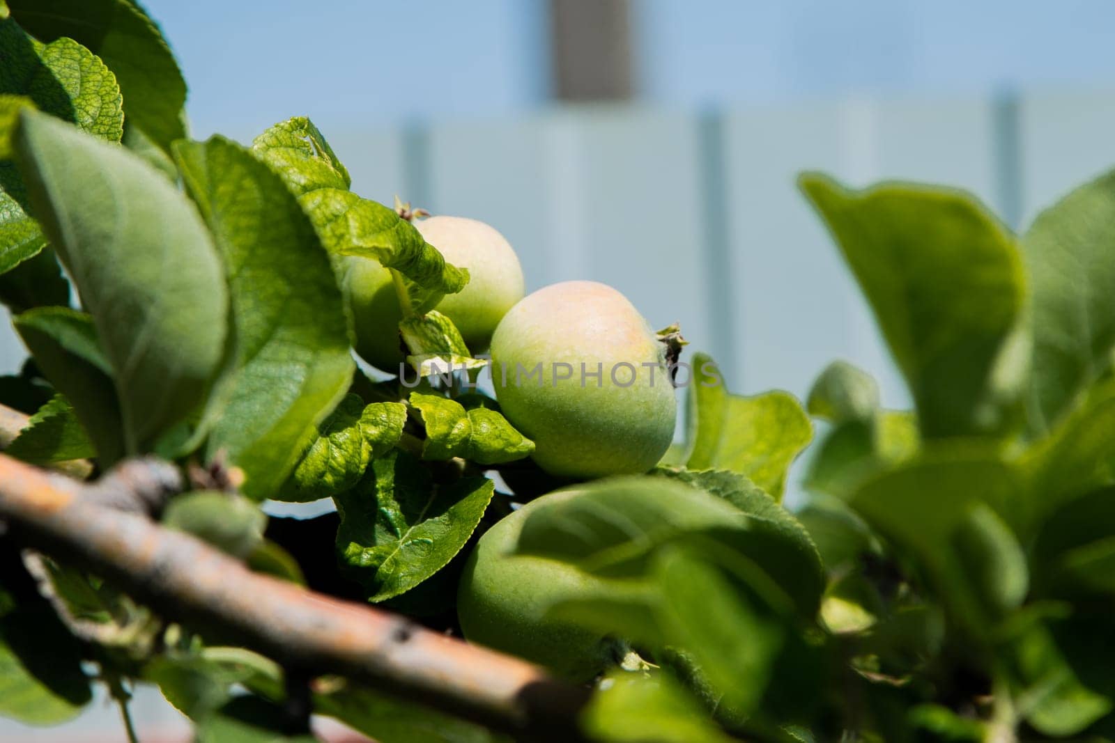 Green apples grow on a tree branch surrounded by foliage. High quality photo