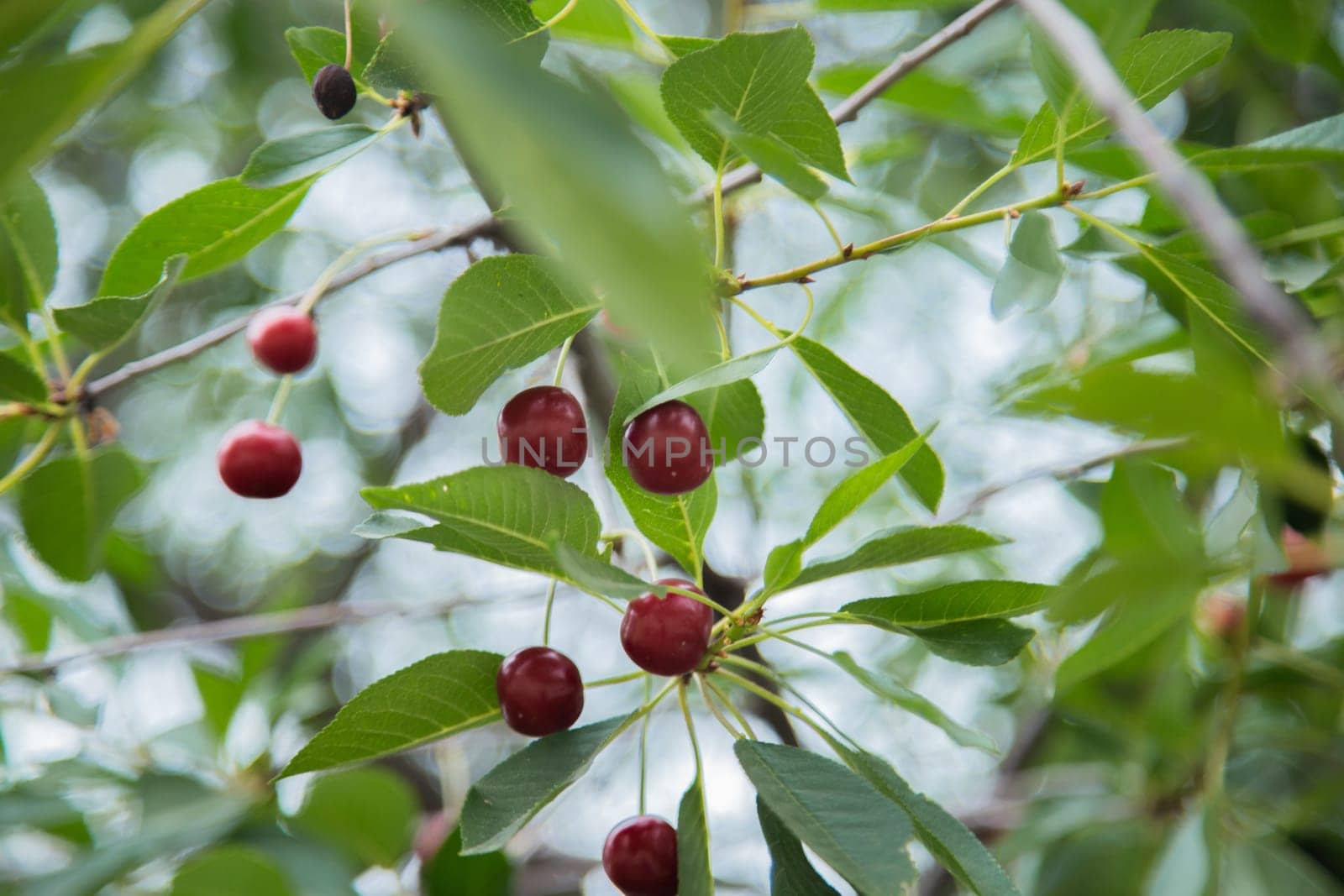 Red wild cherry berries on a tree surrounded by green leaves. High quality photo