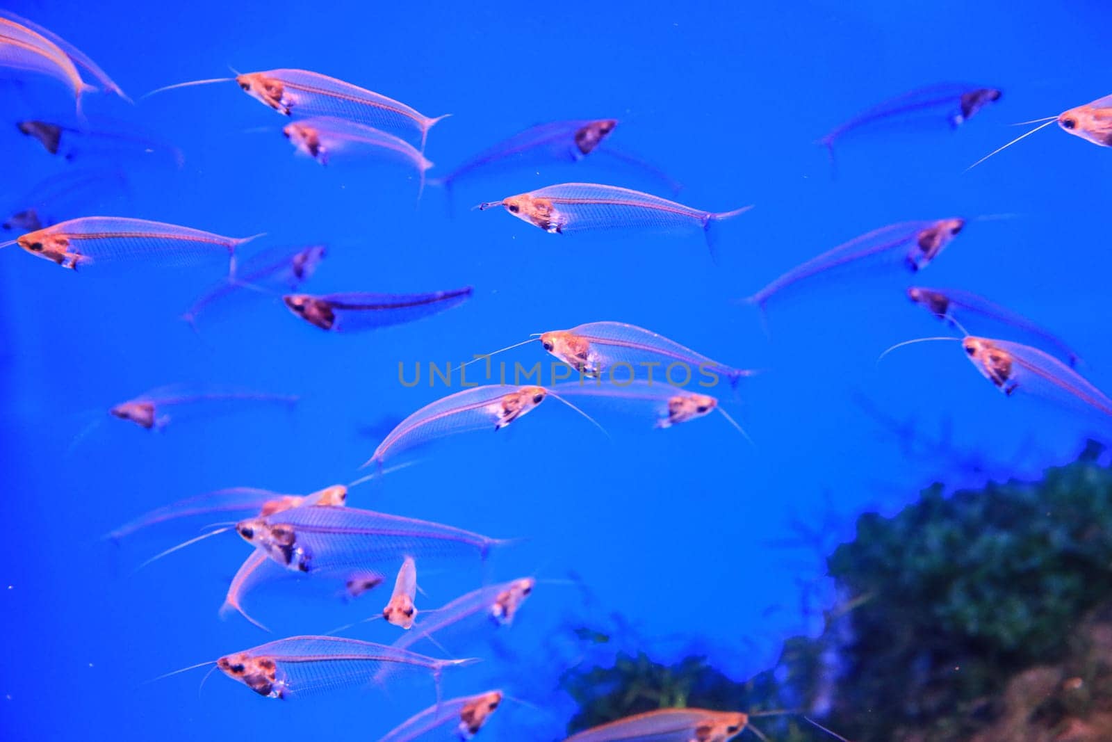 Glass catfish float on the background of coral in blue water. High quality photo
