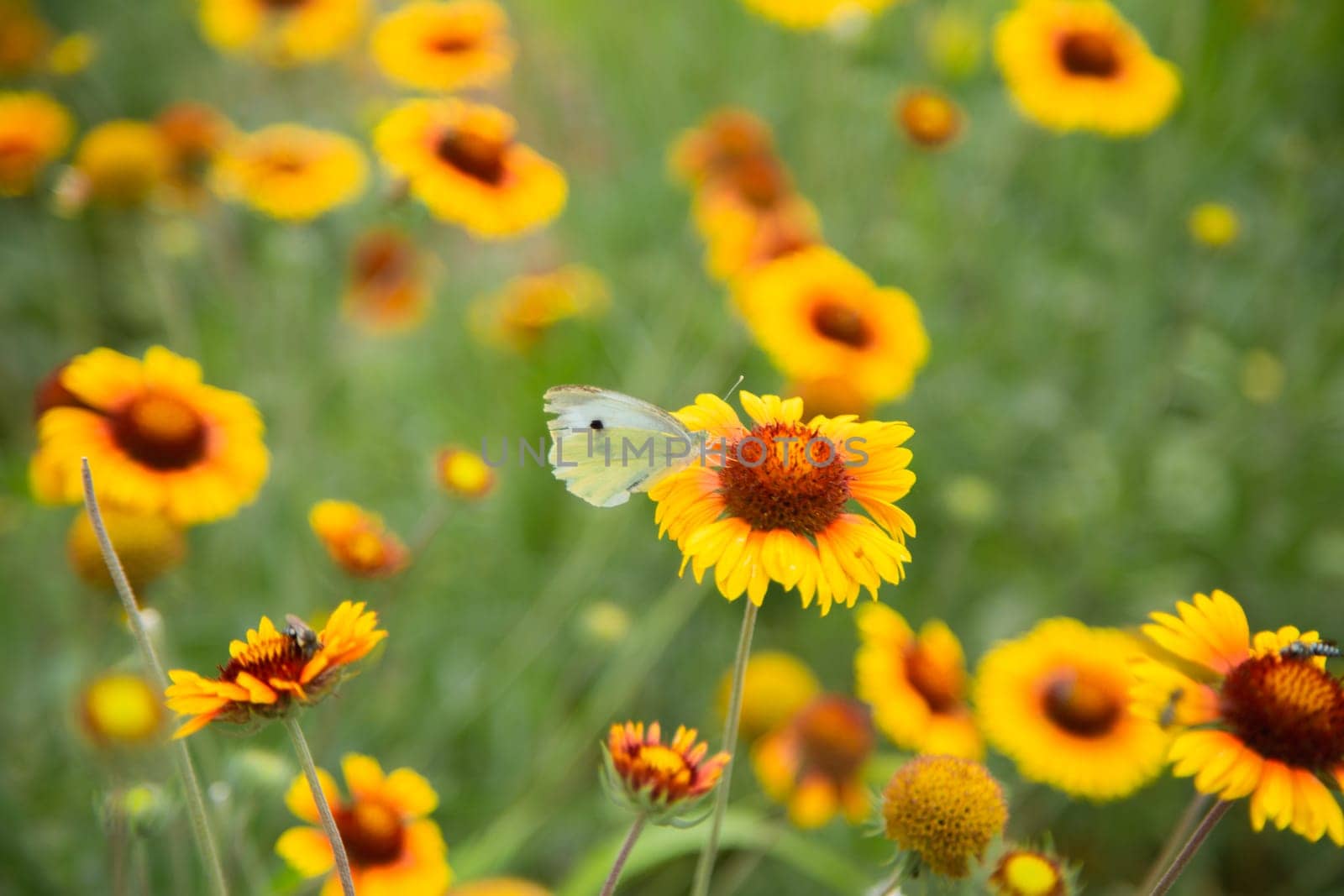 Yellow flowers of Gaillardia aristata with green leaves and stems. On the petals of the flower sits a white butterfly cabbage. The background is blurred. High quality photo