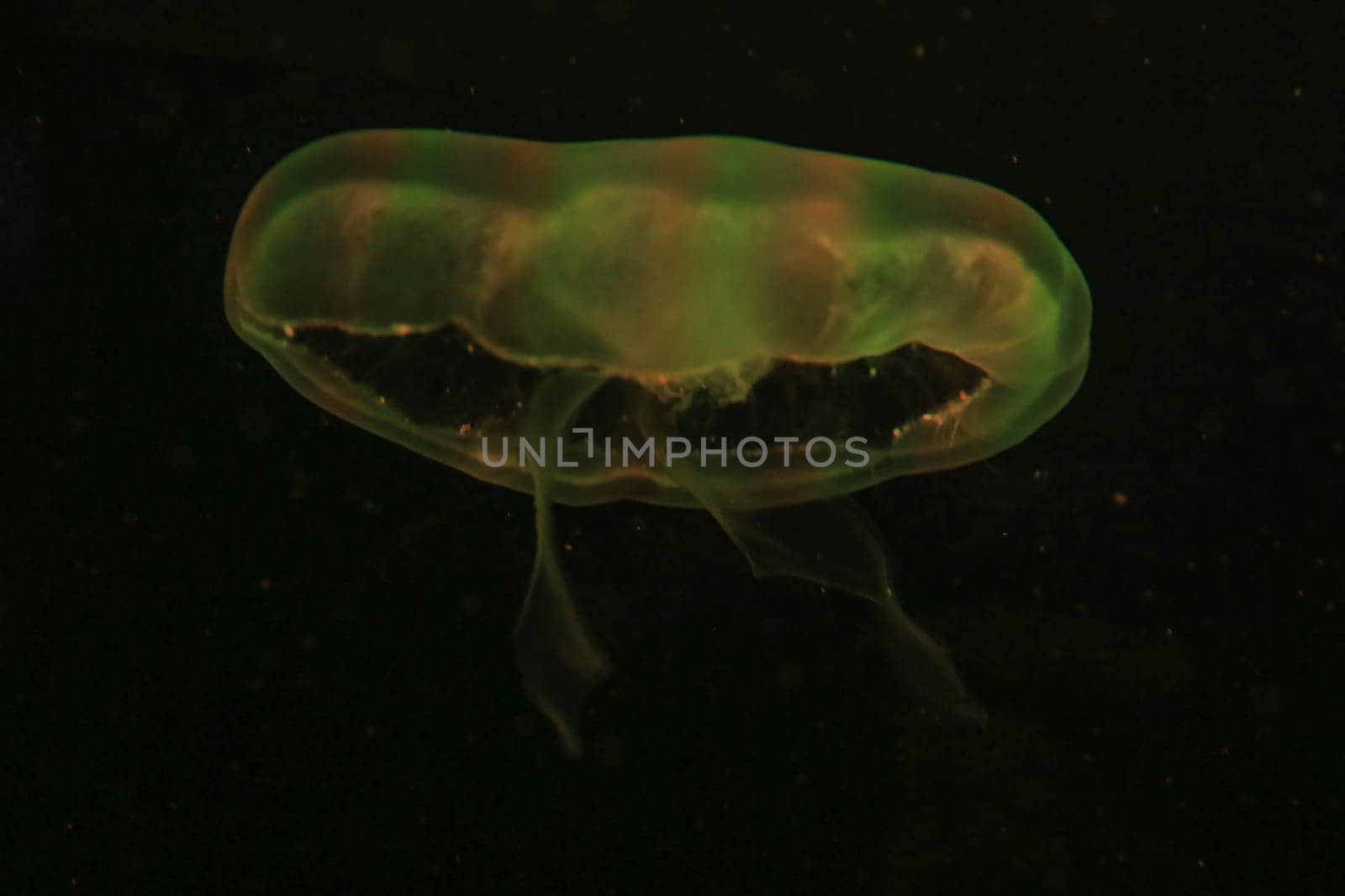 Yellow jellyfish floats on dark background. High quality photo