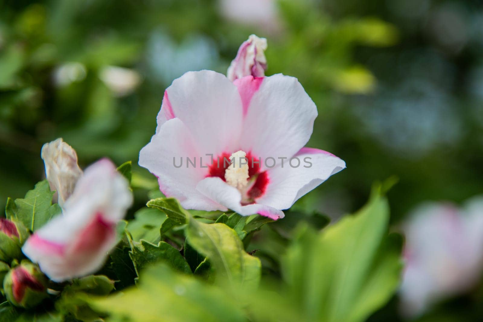 Hibiscus flowers grassy shrub close - up surrounded by green leaves. High quality photo