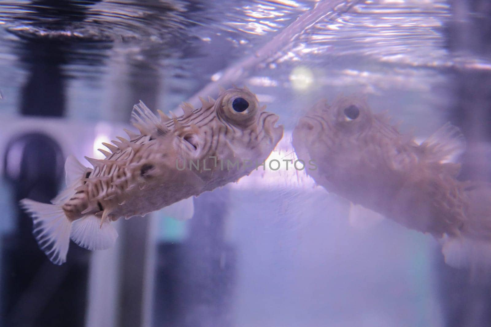 Light beige fish with thorns and large eyes swims near the glass aquarium. High quality photo
