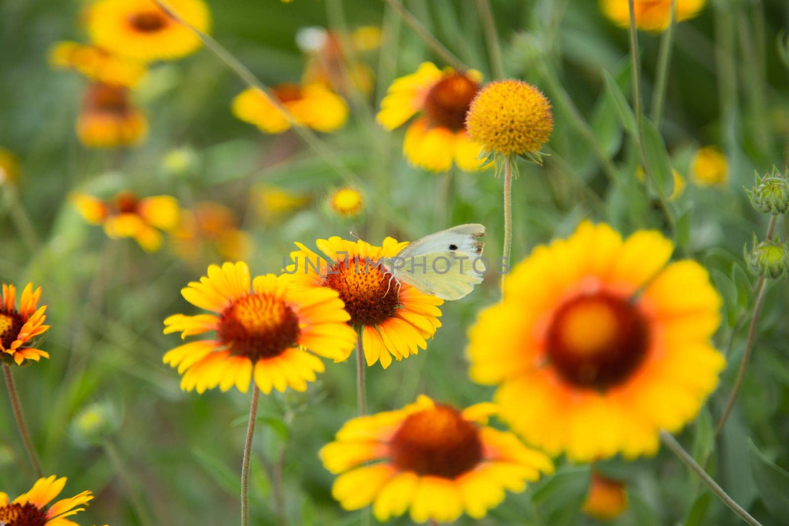 Yellow flowers of Gaillardia aristata with green leaves and stems. On the petals of the flower sits a white butterfly cabbage. The background is blurred. High quality photo