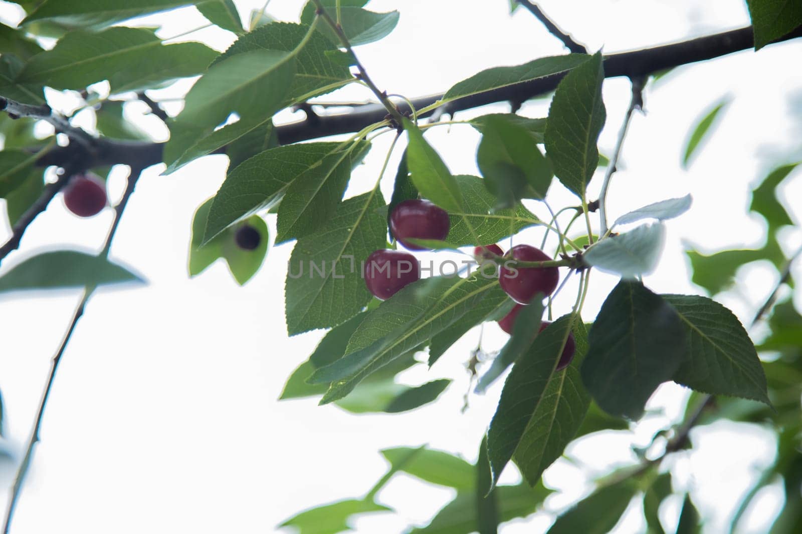 Red wild cherry berries on a tree surrounded by green leaves. High quality photo