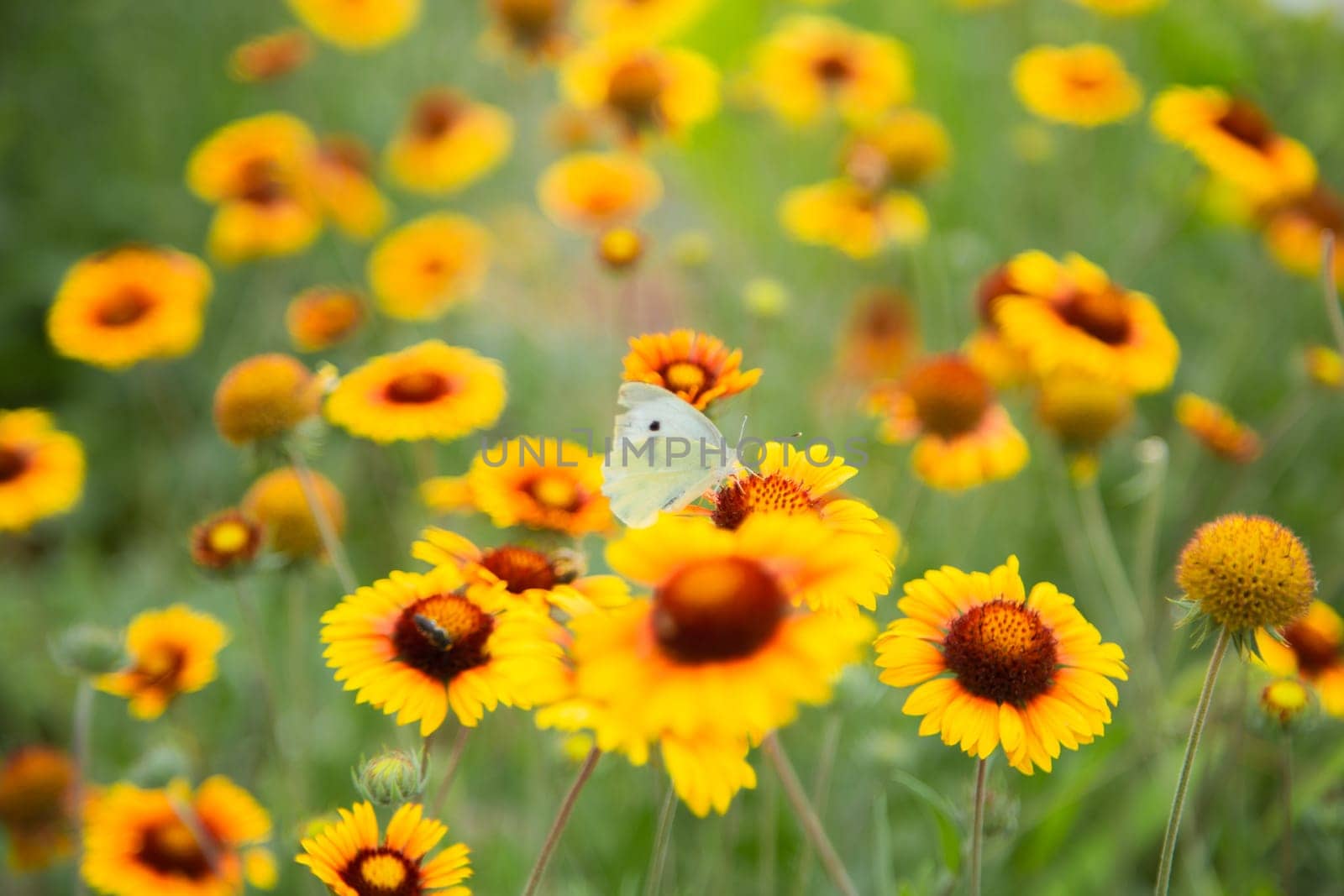 Yellow flowers of Gaillardia aristata with green leaves and stems. On the petals of the flower sits a white butterfly cabbage. The background is blurred. High quality photo