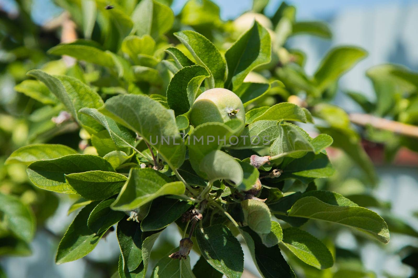 Green apples grow on a tree branch surrounded by foliage. High quality photo