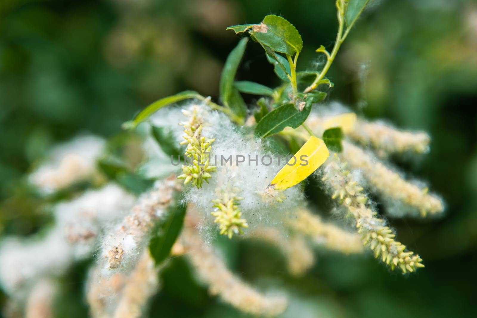 Willow branch with catkins and fluff, the background is blurred. High quality photo