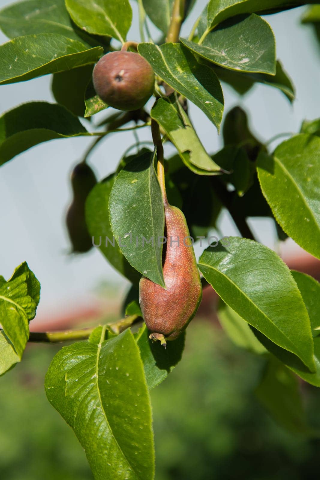 Green pear on a branch surrounded by green leaves. High quality photo