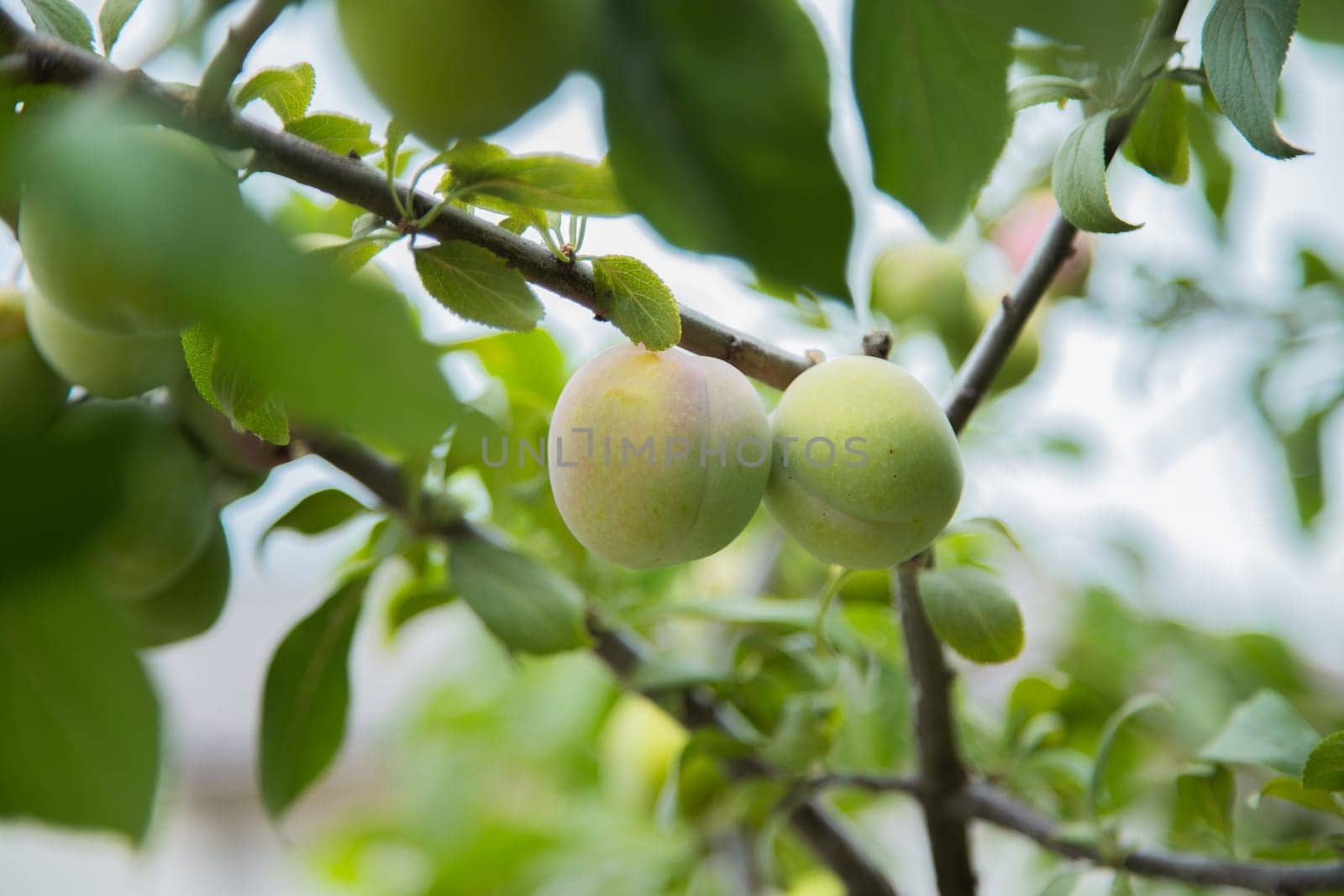 Green plum fruit on a branch surrounded by green leaves. High quality photo