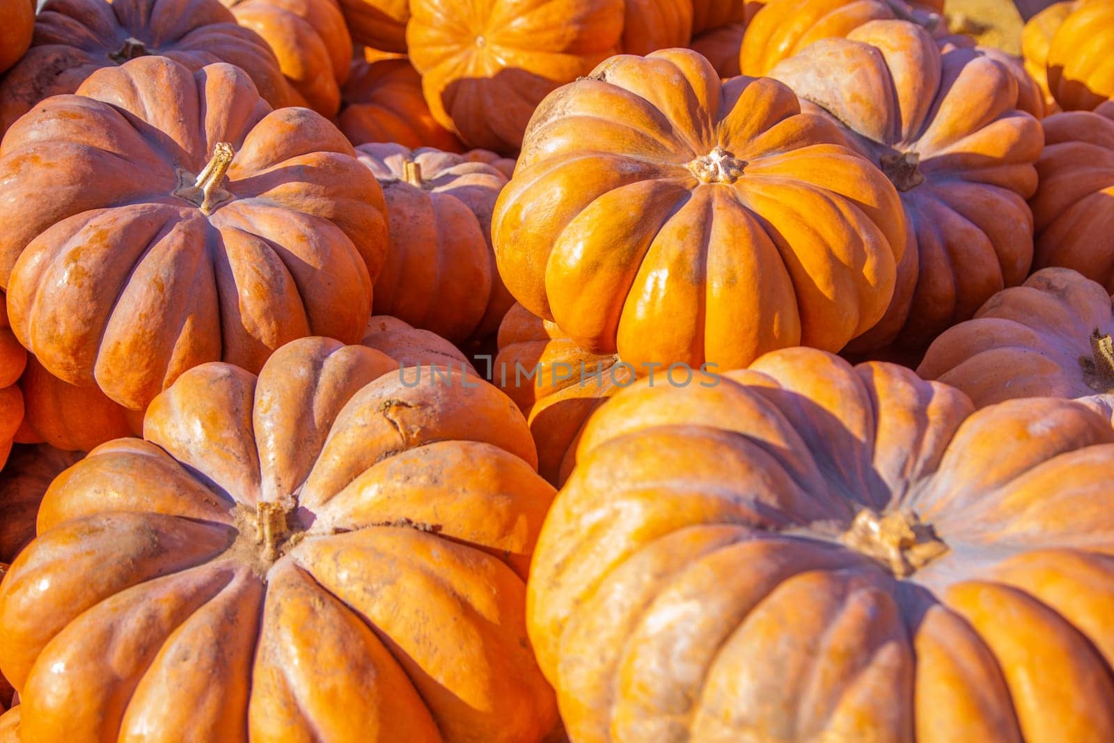 A lot of large orange pumpkins are lying all over the photo. . High quality photo