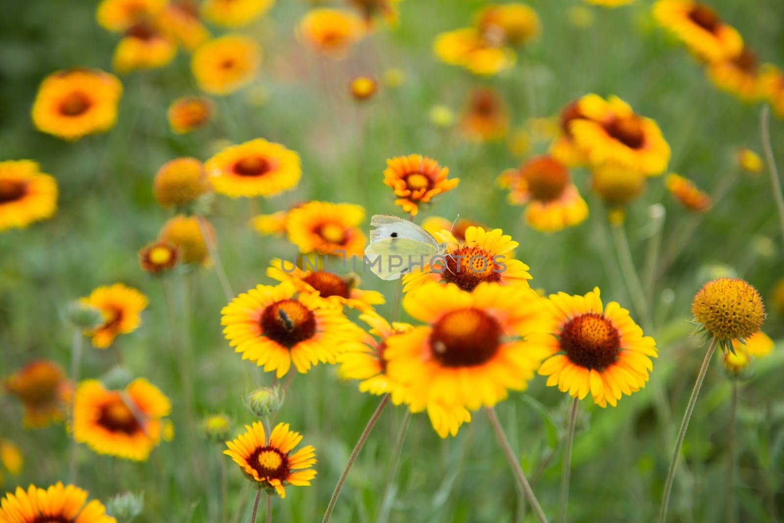 Yellow flowers of Gaillardia aristata with green leaves and stems. On the petals of the flower sits a white butterfly cabbage. The background is blurred. High quality photo