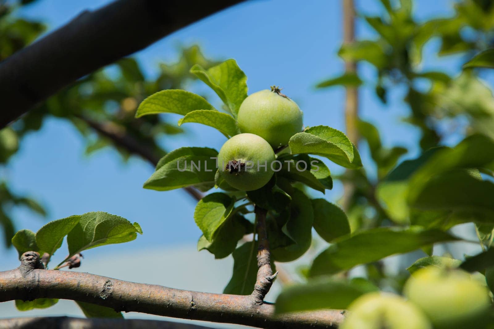 Green apples grow on a tree branch surrounded by foliage. High quality photo