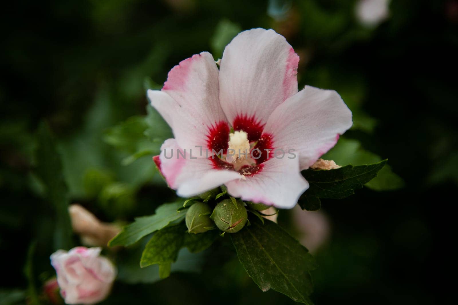 Hibiscus flowers grassy shrub close - up surrounded by green leaves. High quality photo