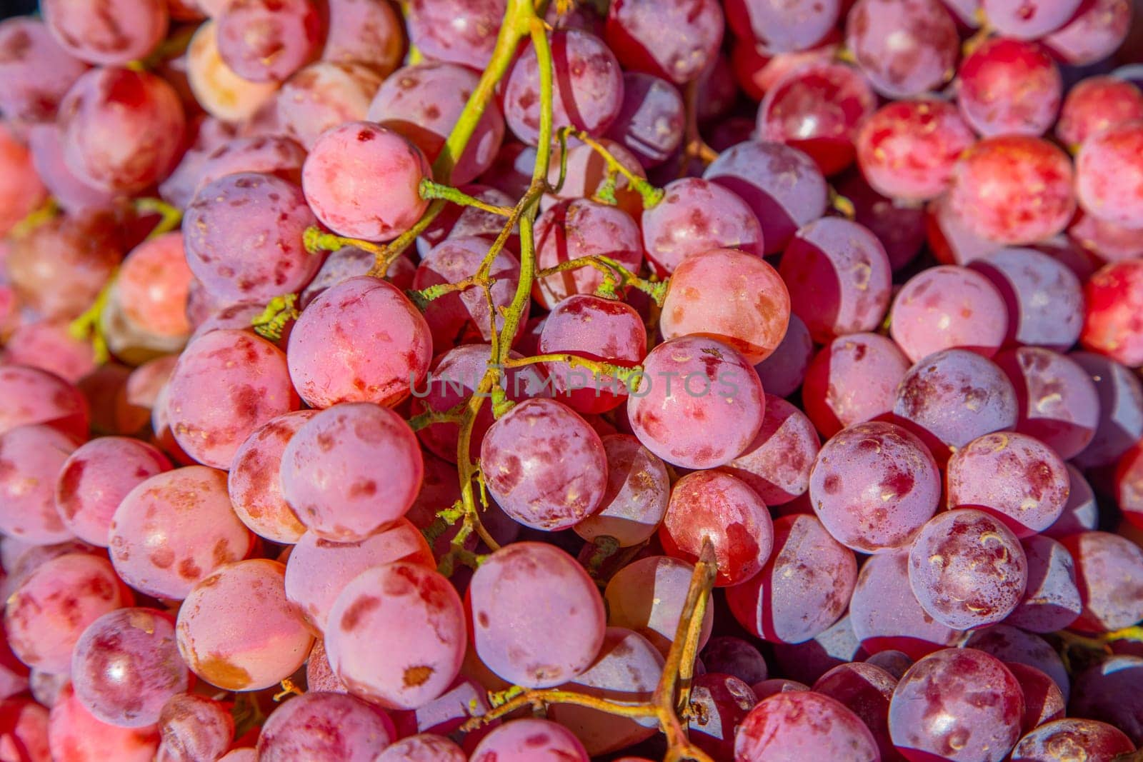 A lot of pink large grapes in close-up. High quality photo