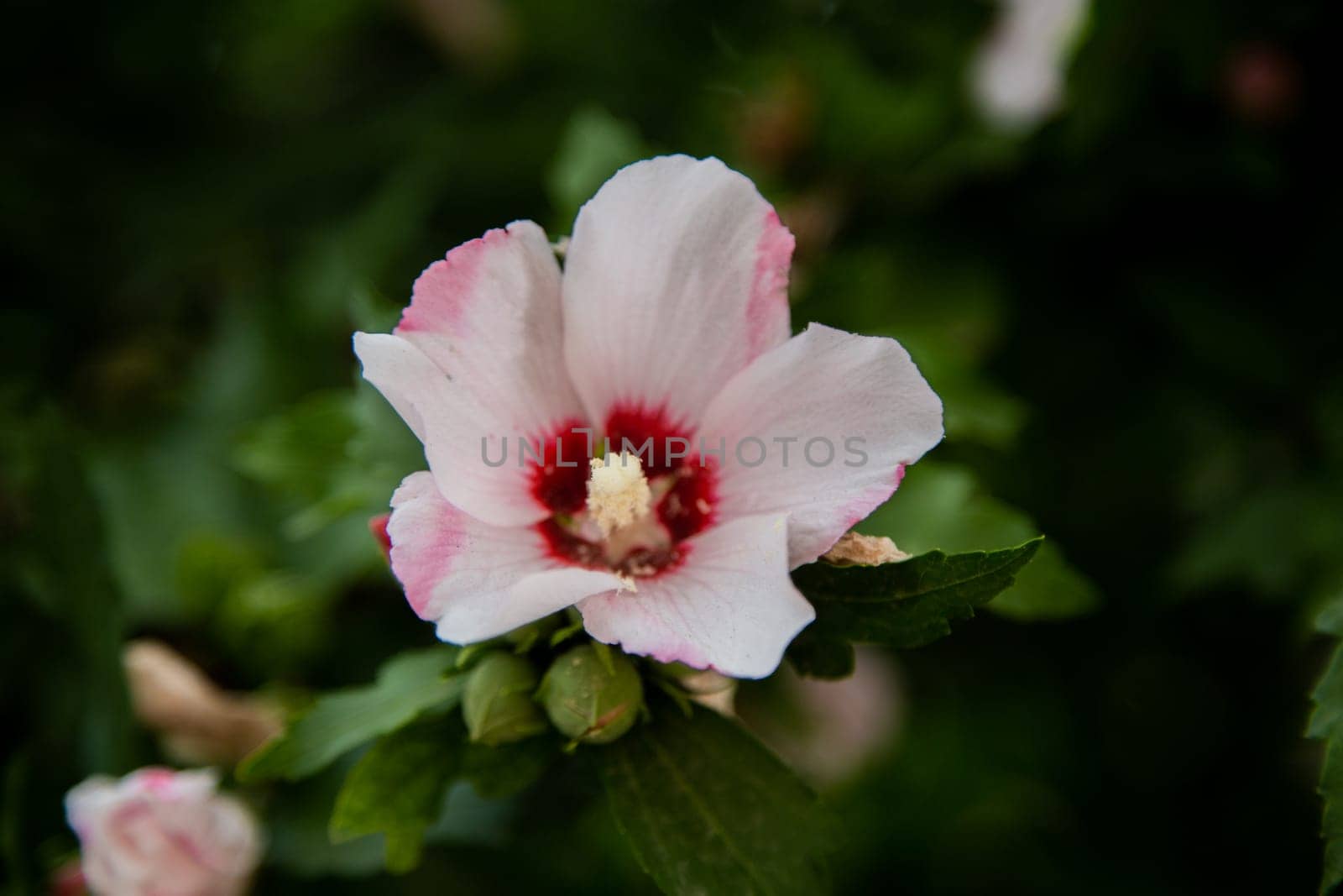 Hibiscus flowers grassy shrub close - up surrounded by green leaves. High quality photo