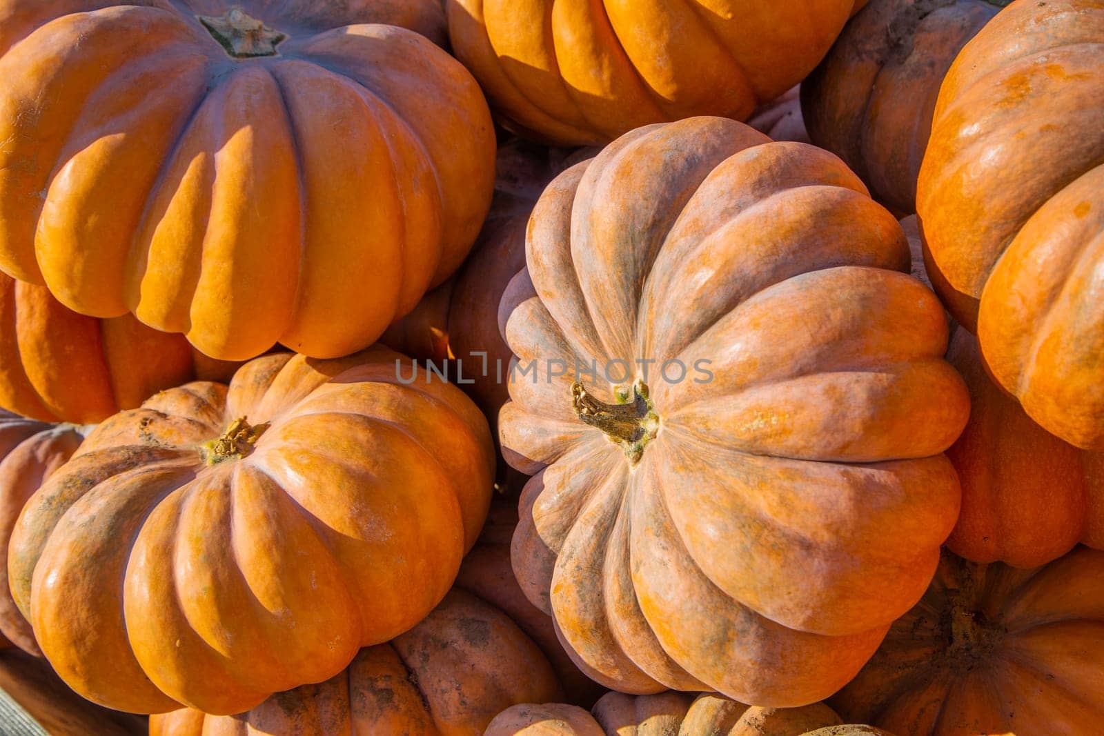 A lot of large orange pumpkins are lying all over the photo. . High quality photo