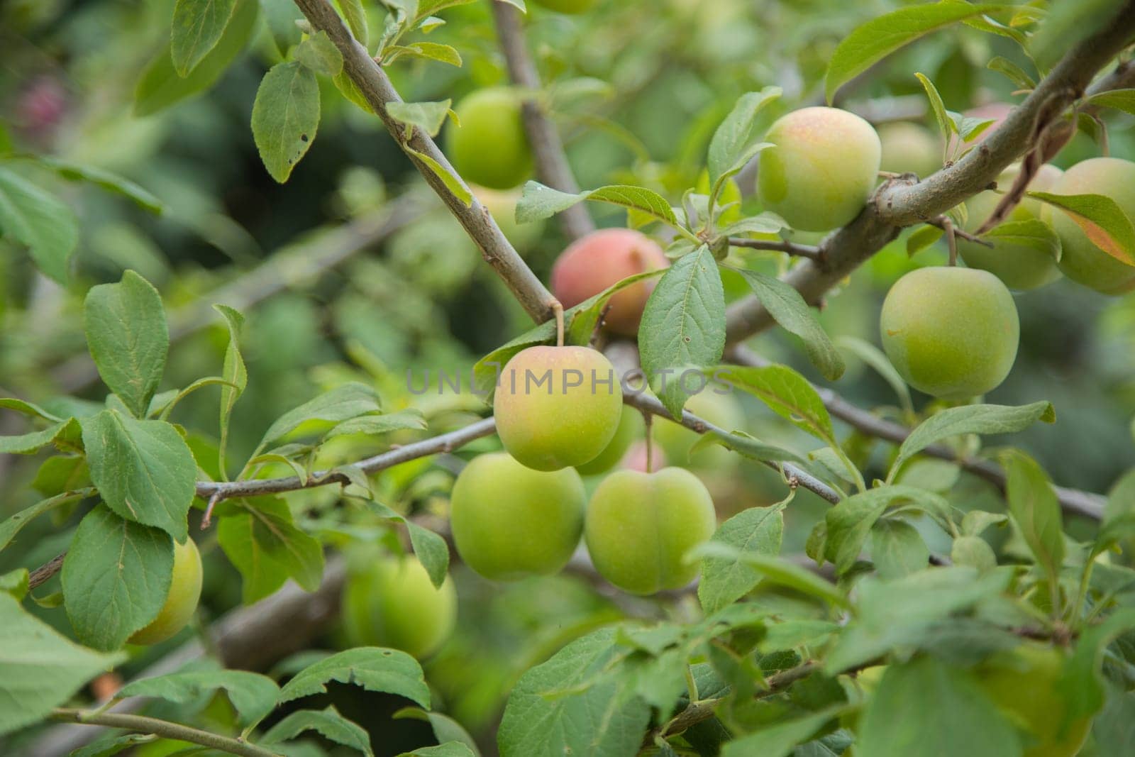 Green plum fruit on a branch surrounded by green leaves. High quality photo