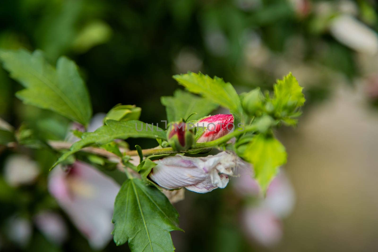 Hibiscus flowers grassy shrub close - up surrounded by green leaves. High quality photo