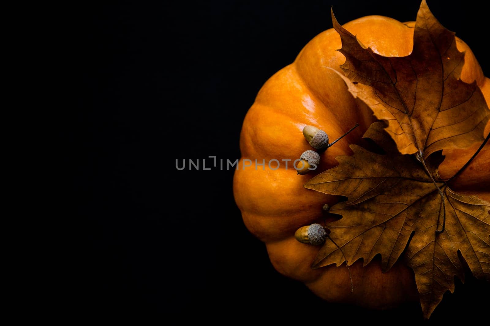 An orange pumpkin with leaves and acorns on a black background. High quality photo