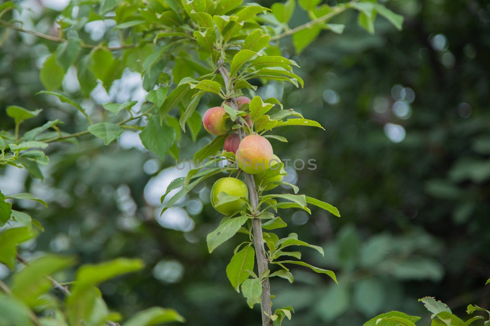 Green plum fruit on a branch surrounded by green leaves. High quality photo