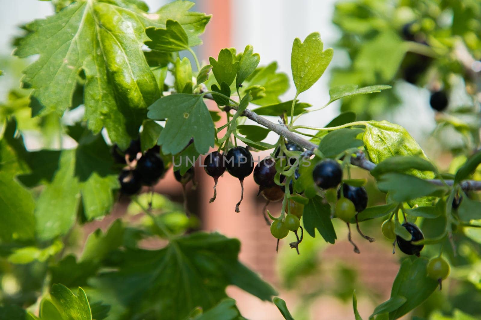 Ripe and green blackcurrant on a branch surrounded by leaves. High quality photo