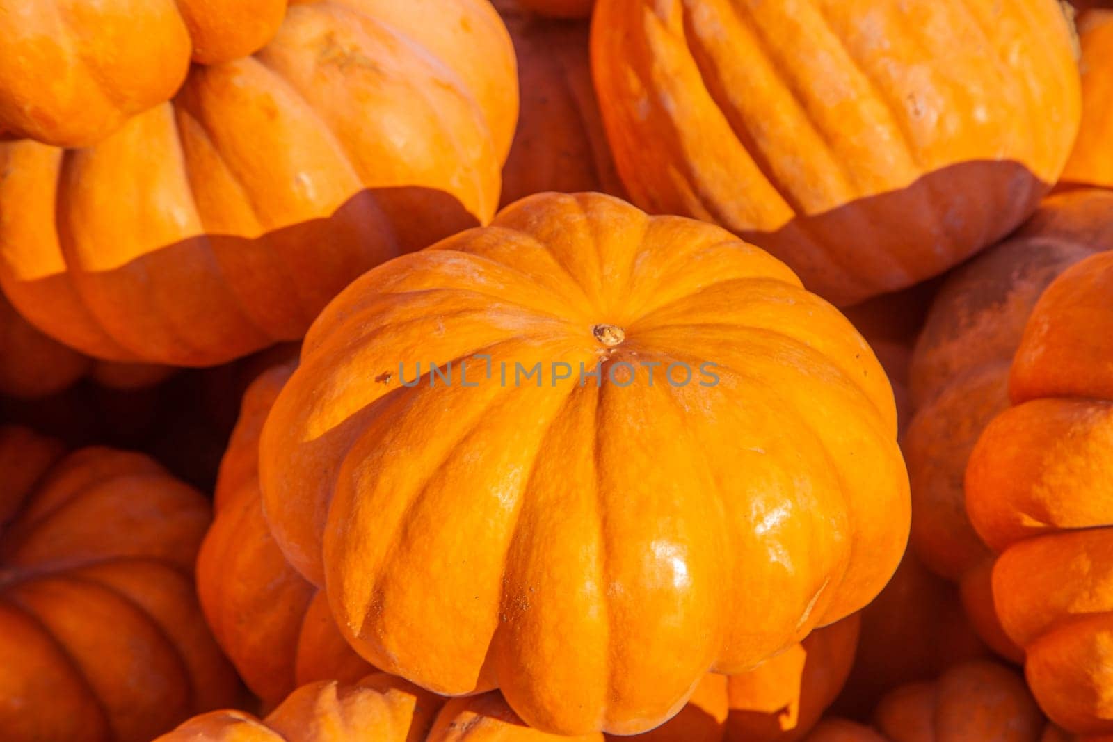 A lot of large orange pumpkins are lying all over the photo. . High quality photo