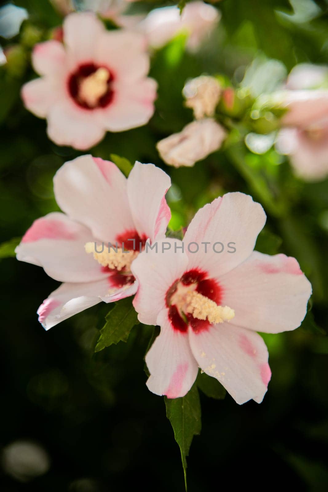 Hibiscus flowers grassy shrub close - up surrounded by green leaves. High quality photo